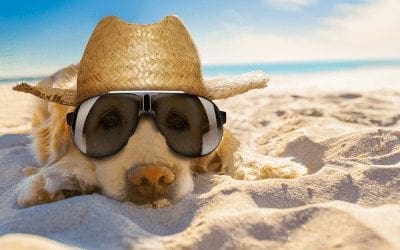 Summer is in Full Swing- Make Sure You’re Following Proper Procedures for Optimal Tape Storage!